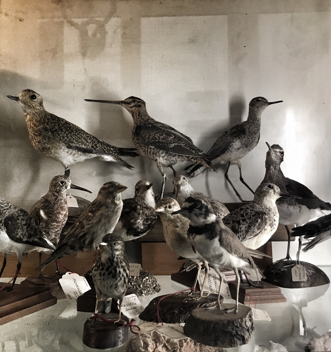 Taxidermy